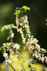 Weiße Johannisbeeren am Strauch