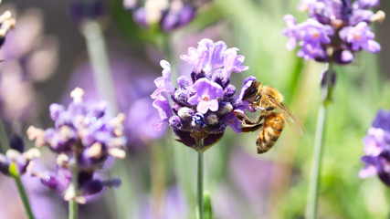 Bee in Lavender 