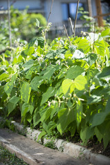 junge Buschbohnen im Beet