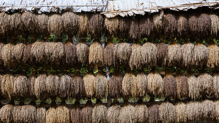 Pocong padi, a collection of harvested rice, hung and dried as part of the traditional ceremonial process from Ciptagelar West Java, Indonesia in processing rice and paddy fields.