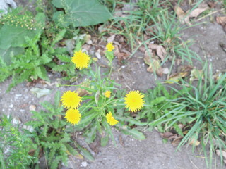 yellow dandelions on the ground