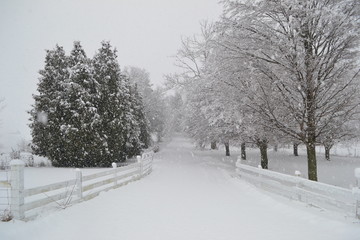 Snowy Maple Lane