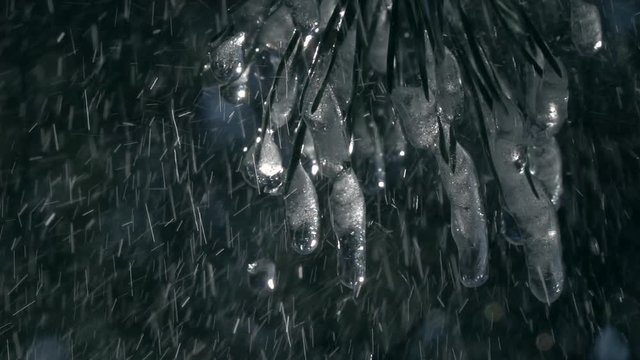 Rain drops falling from pine needles with big icicles against blur forest background in slow motion. Epic closeup scene of peaceful nature with sparkling water-drops and glittering icicles.
