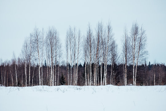 Fototapeta Beautiful landscape with white birches