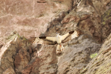 Flying Osprey 