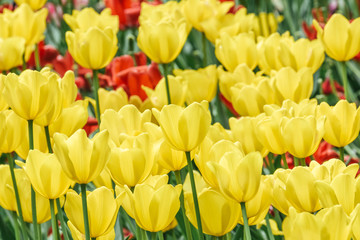 Obraz premium Group of colorful tulips flower in sunlight