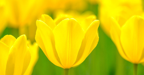 Group of colorful tulips flower in sunlight