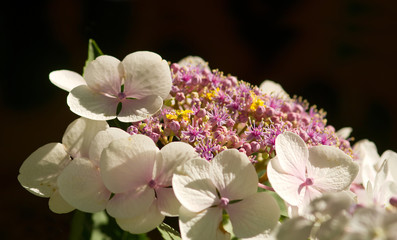 Weiße Hortensienblüten
