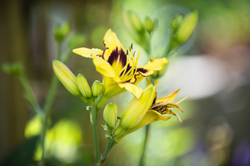 gelbe lilie © ams