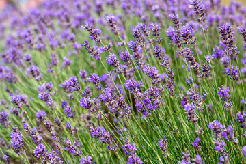 Naklejka premium lavendel