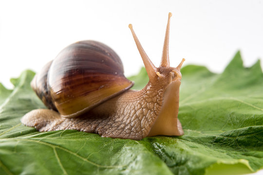 Snail on green sheet