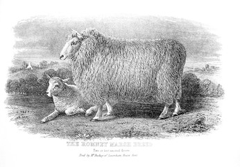 An engraved illustration of the Romney Marsh Breed from a vintage book Encyclopaedia Britannica by A. and C. Black, vol. 2, of 1875.
