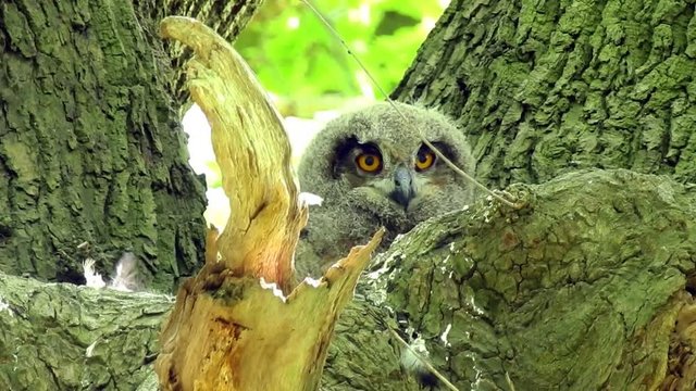 Uhu Jungv&ouml;gel im Nest 