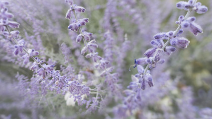 purple line of flowers in an outdoor garden field 