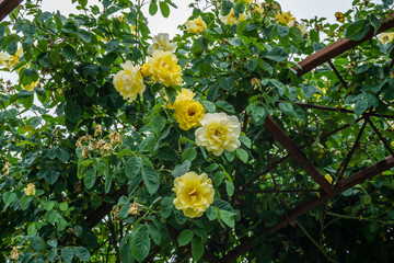 Arbors And Yellow Roses 2