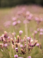 Obraz premium bokeh