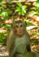 Cute little monkey The species is native to and living in the central forests of Thailand