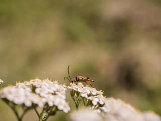 insecta