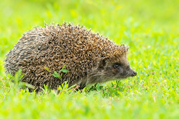 hedgehog on the grass