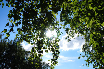 The sky shines through the leaves of the sun.