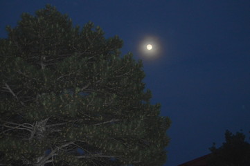 The moon in the night sky shines over the tree pine with cones