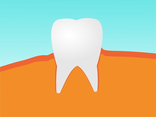 A healthy and white human tooth with gum for dentists vector