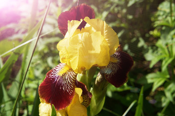 Flower Iris Supreme Sultan. Flowers for the garden.