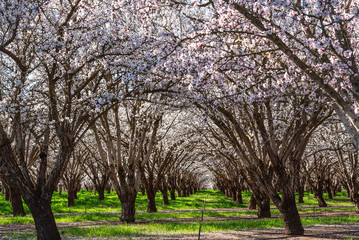 Obraz premium Orchard blossom canopy