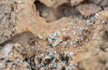 Macro Shot of the queen termite and termites in a hole.
Termite queens have the longest lifespan of any insect in the world, with some queens reportedly living up to 30 to 50 years. 
