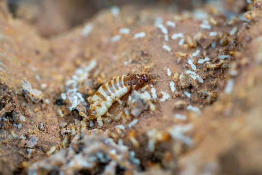 Macro Shot of the queen termite and termites in a hole.
Termite queens have the longest lifespan of any insect in the world, with some queens reportedly living up to 30 to 50 years. 
