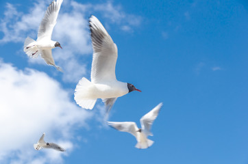 Möwen fliegend auf Himmel