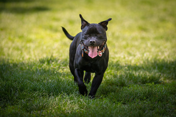 Pit bull nero che trotterella libero nel  parco con la bocca aperta e lingua fuori