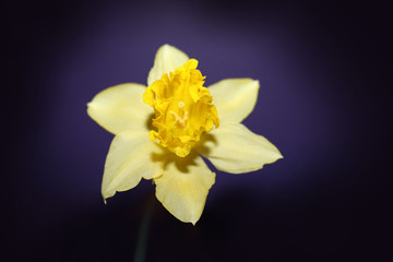 Naklejka na ściany i meble close up photo of yellow flower on dark purple background