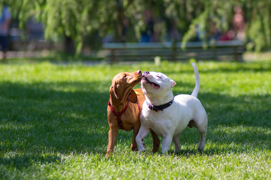 Due cagnolini liberi nel parco che si scambiano bacini