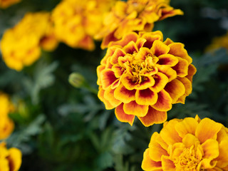 Bright colorful yellow-orange marigolds in the garden with green leaves.