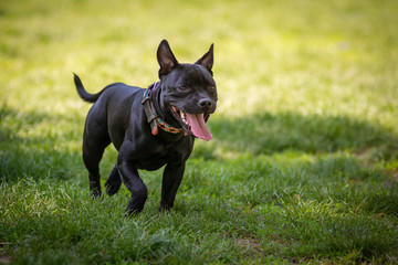 Pit bull nero che trotterella libero nel  parco con la bocca aperta e lingua fuori