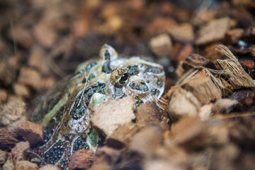 Argentine horned frog hiding in brush