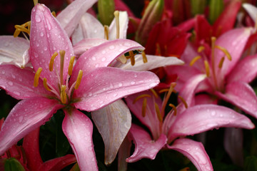 Lilies. Pink variety./Flowers of lilies with petals in different tones of pink color are covered with water drops after a rain.