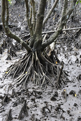 Mangrove