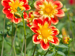Blühende Dahlien