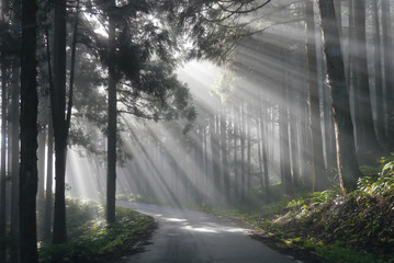 森の光芒