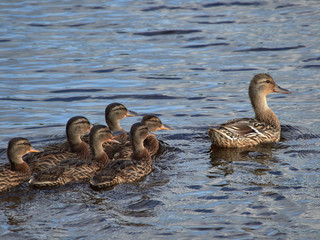 Floating duck with ducklings