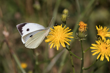 Großer Kohlweißling an einer Löwenzahnblüte