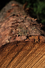 Fototapeta premium Holzstamm mit Baumrinde, Auschnitt