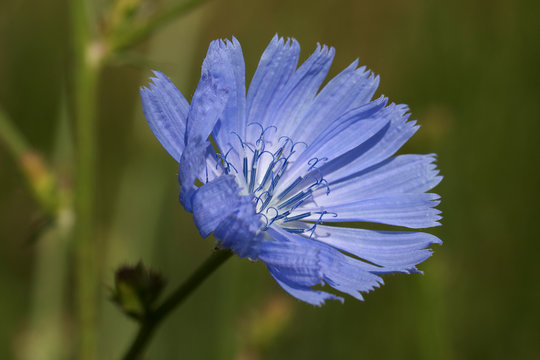 Gew&ouml;hnliche Wegwarten Bl&uuml;te, Makro