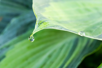 Dew drop or raindrop hanging from a hosta leaf. Two drops of water on a large leaf with many shades...