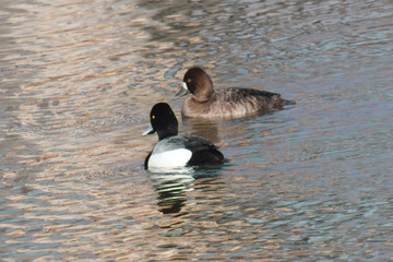 Lesser Scaup Pair