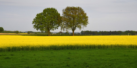 Grüne Wiese mit angrenzendem Rapsfeld und zwei Bäumen am Horizont