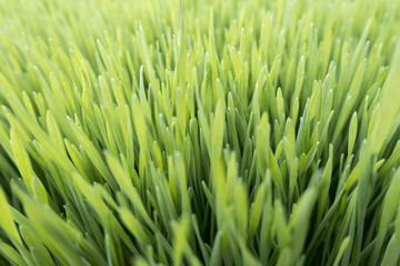 Fototapeta na wymiar close up of fresh grown Wheatgrass