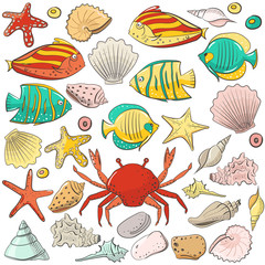 Collection with shell, starfish, fish, stone. Vector set for design in sea beach style. Colored exotic shells